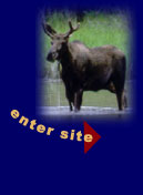 Wilderness trips, ecotours, wildlife, Canadian moose